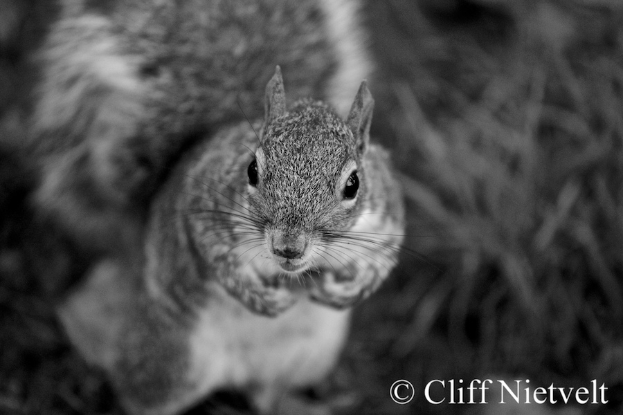 Curious Gray Squirrel